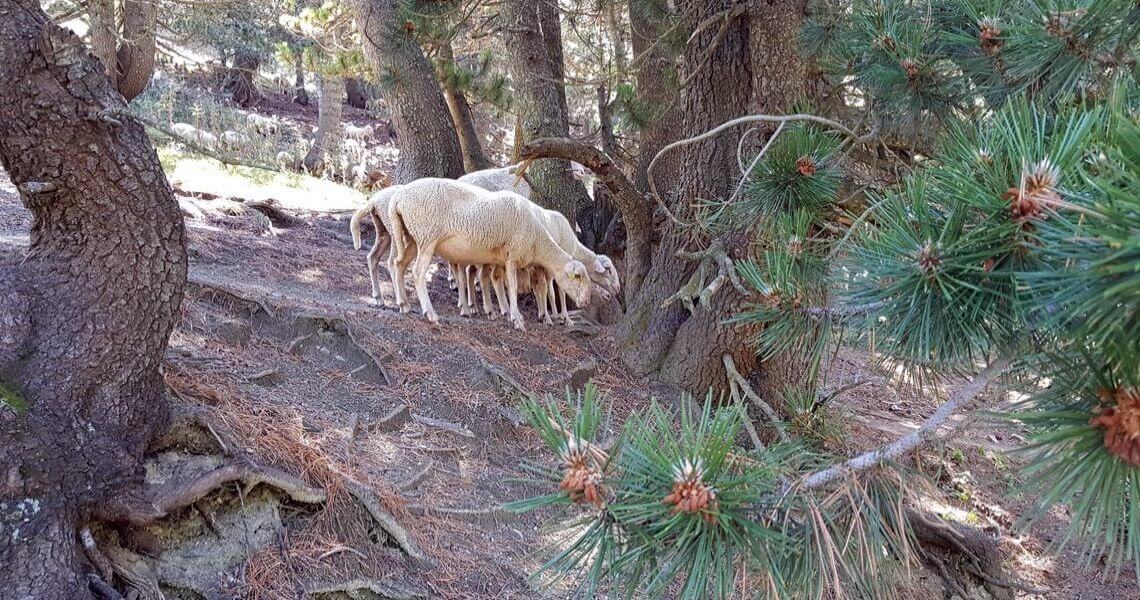 Schafe auf dem Oshlak Trail im Sharr Nationalpark